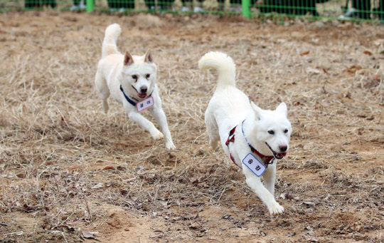 지난달 12일 오전 광주 북구 우치동물원에서 문재인 전 대통령이 기르던 풍산개 곰이와 송강이 놀이를 하고 있다.<연합뉴스>